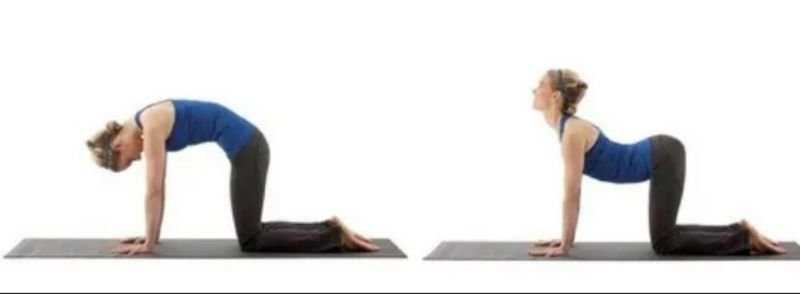 Sequência do alongamento gato-vaca em quatro apoios para mobilidade da coluna vertebral